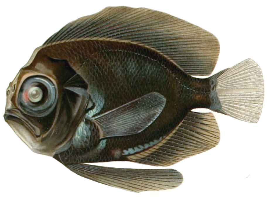 Platyberyx opalescens_003